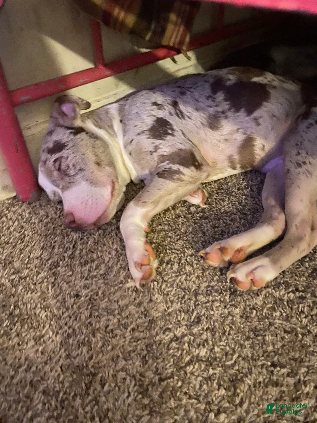 American Bully dogs for sale: American Bully Puppy 1 - Ad 1