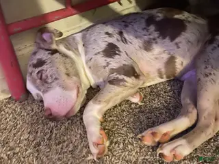 American Bully dogs American Bully Puppy 1 - Ad 18