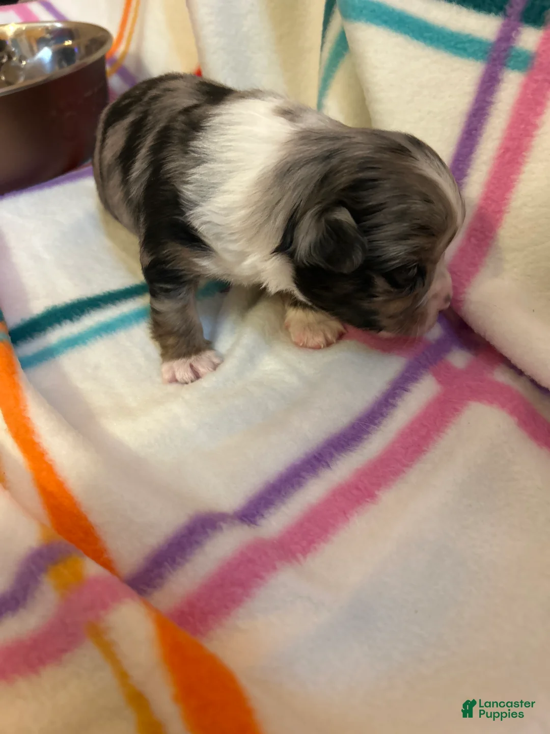 Chihuahua dogs for sale: Chihuahua Puppy 1 - Ad 7