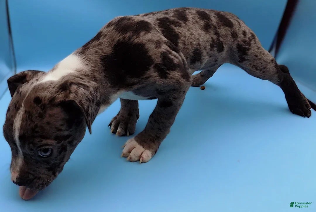 Mixed Breed dogs for sale: Boots - Ad 4