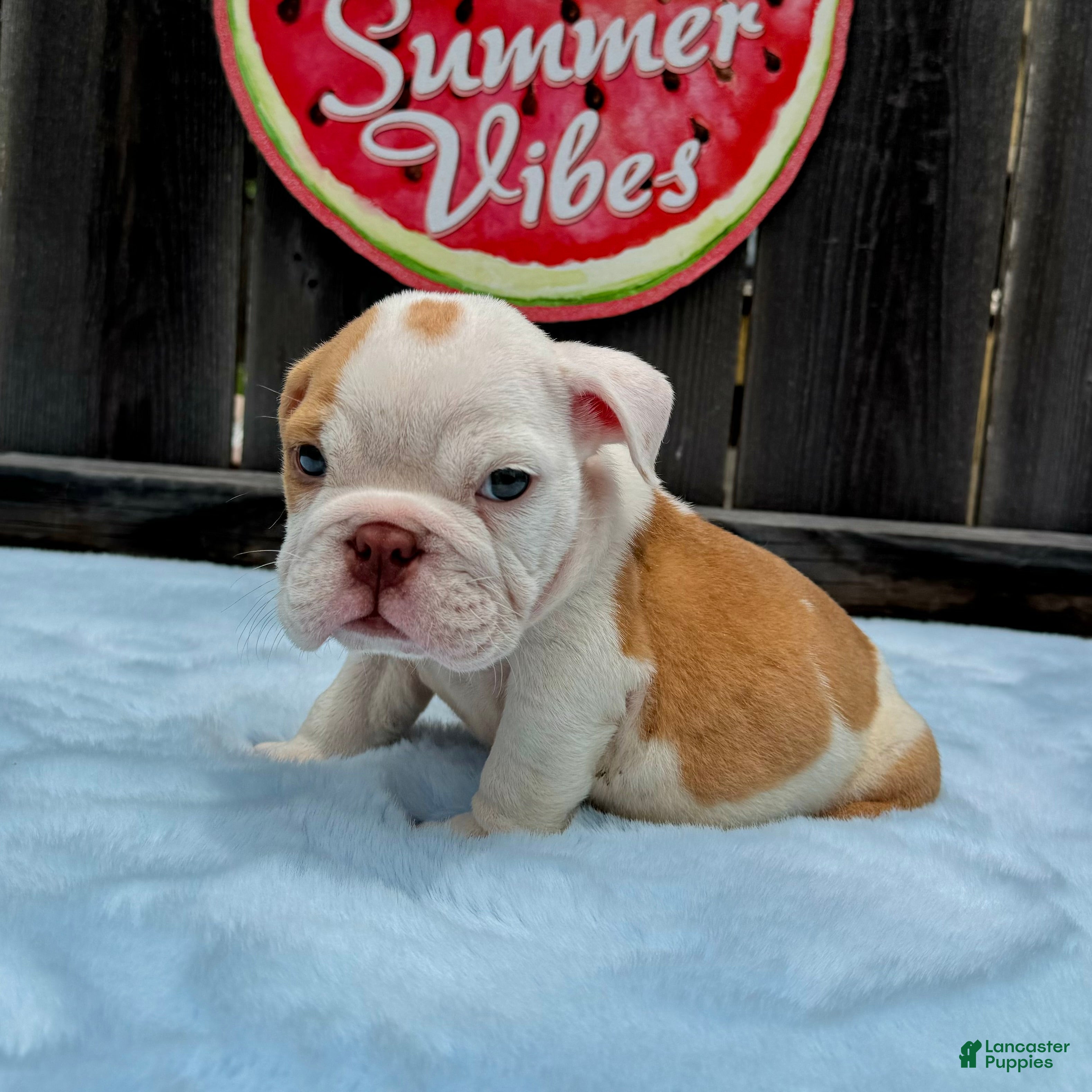 English Bulldog dogs Boby  - Ad 2