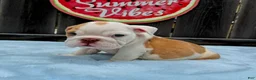 English Bulldog dogs for sale: Boby  - Ad 2