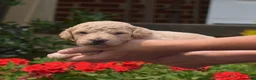 Bichpoo dogs for sale: Rugby  - Ad 4
