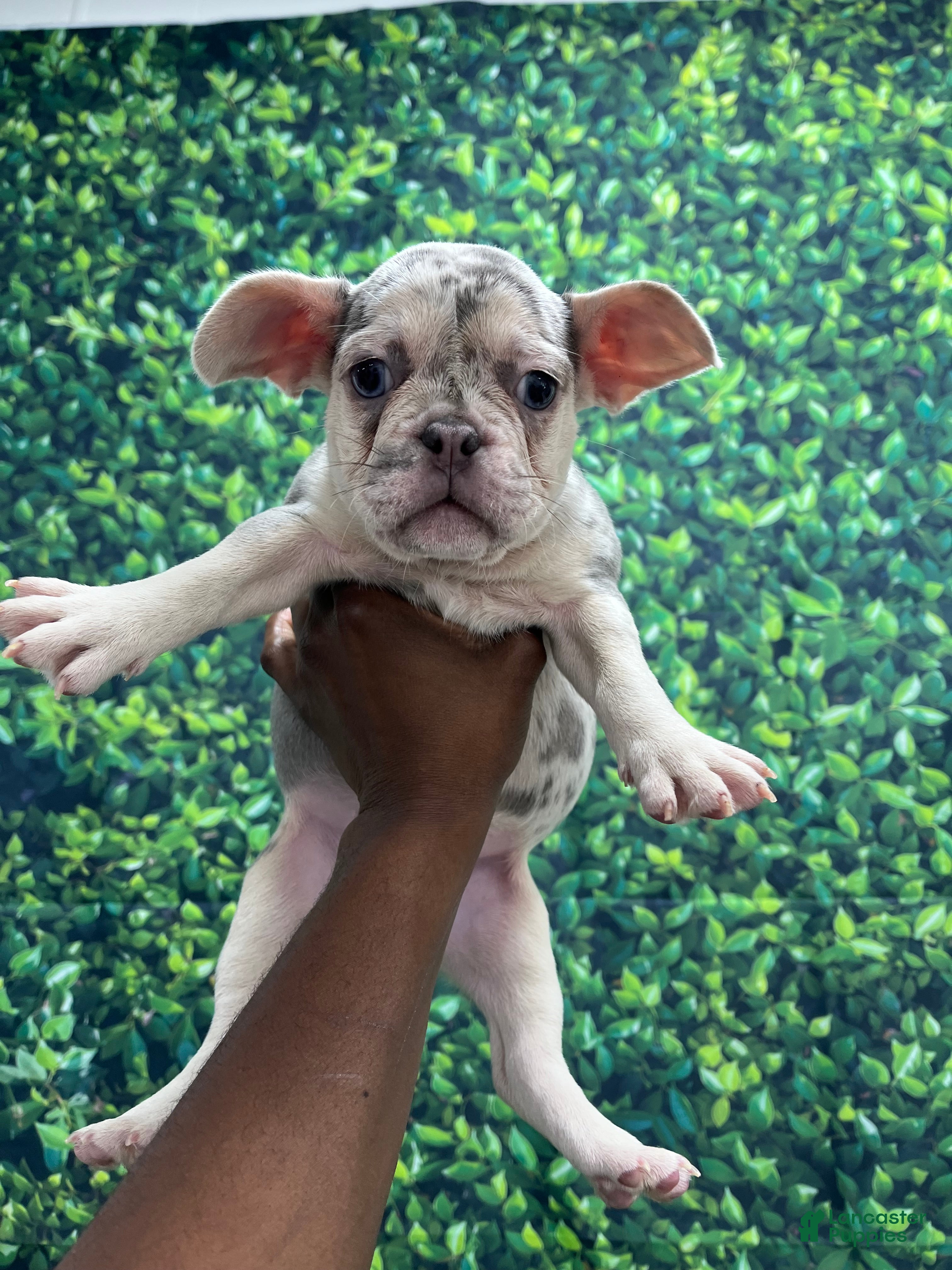 French Bulldog dogs for sale: French Bulldog Puppy 3 - Ad 4