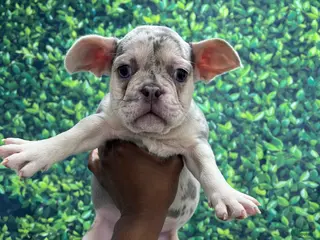 French Bulldog dogs for sale: French Bulldog Puppy 3 - Ad 4