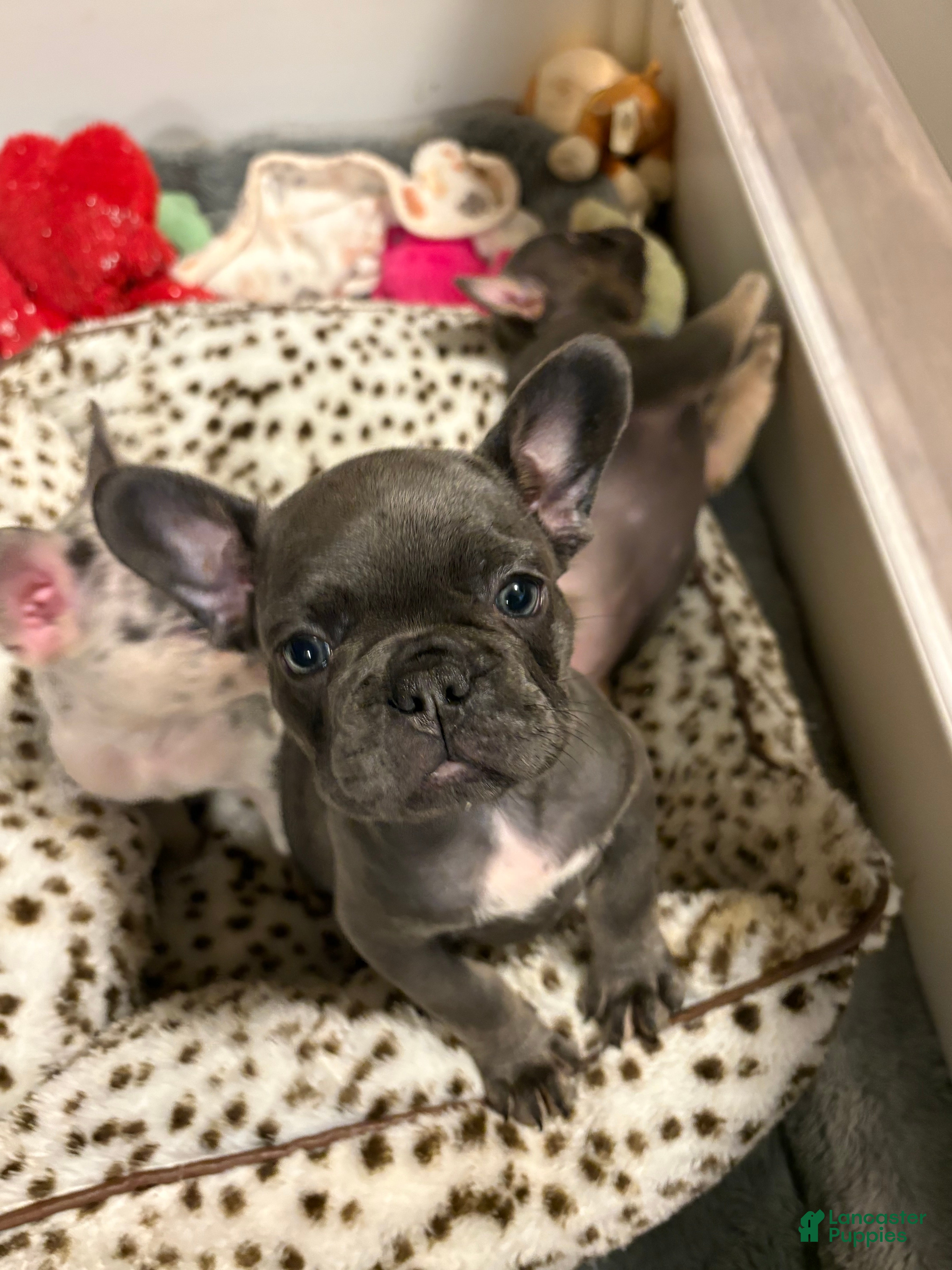 French Bulldog dogs French Bulldog 4 - Ad 2