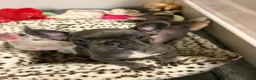 French Bulldog dogs for sale: French Bulldog 4 - Ad 2