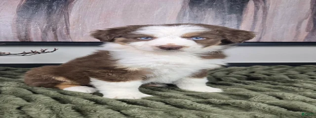 Dad