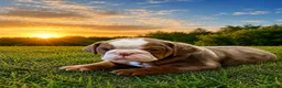 English Bulldog dogs for sale: Princess  - Ad 3