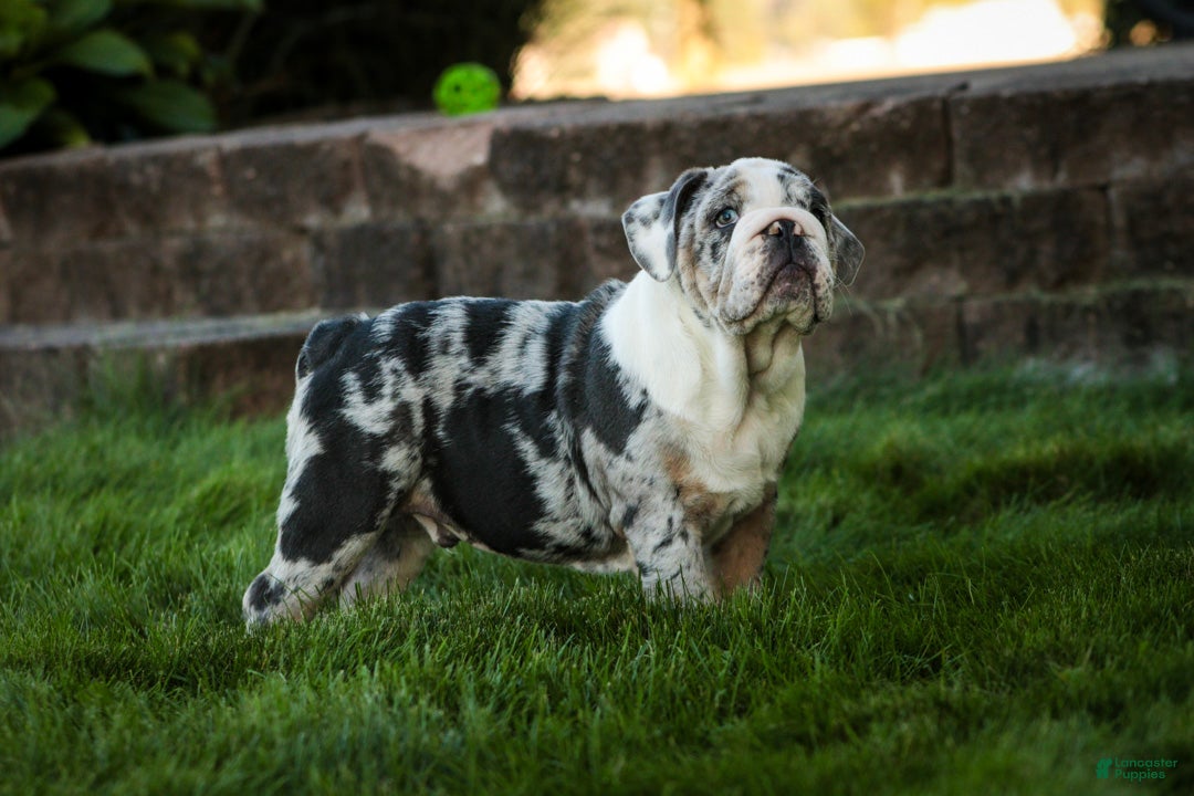 English Bulldog dogs Seth English Bulldog  - Ad 2