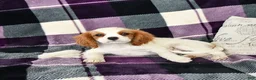 Cavalier King Charles Spaniel dogs for sale: Percy - Ad 5