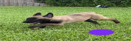 Belgian Malinois dogs for sale: Belgian Malinois 5 - Ad 2