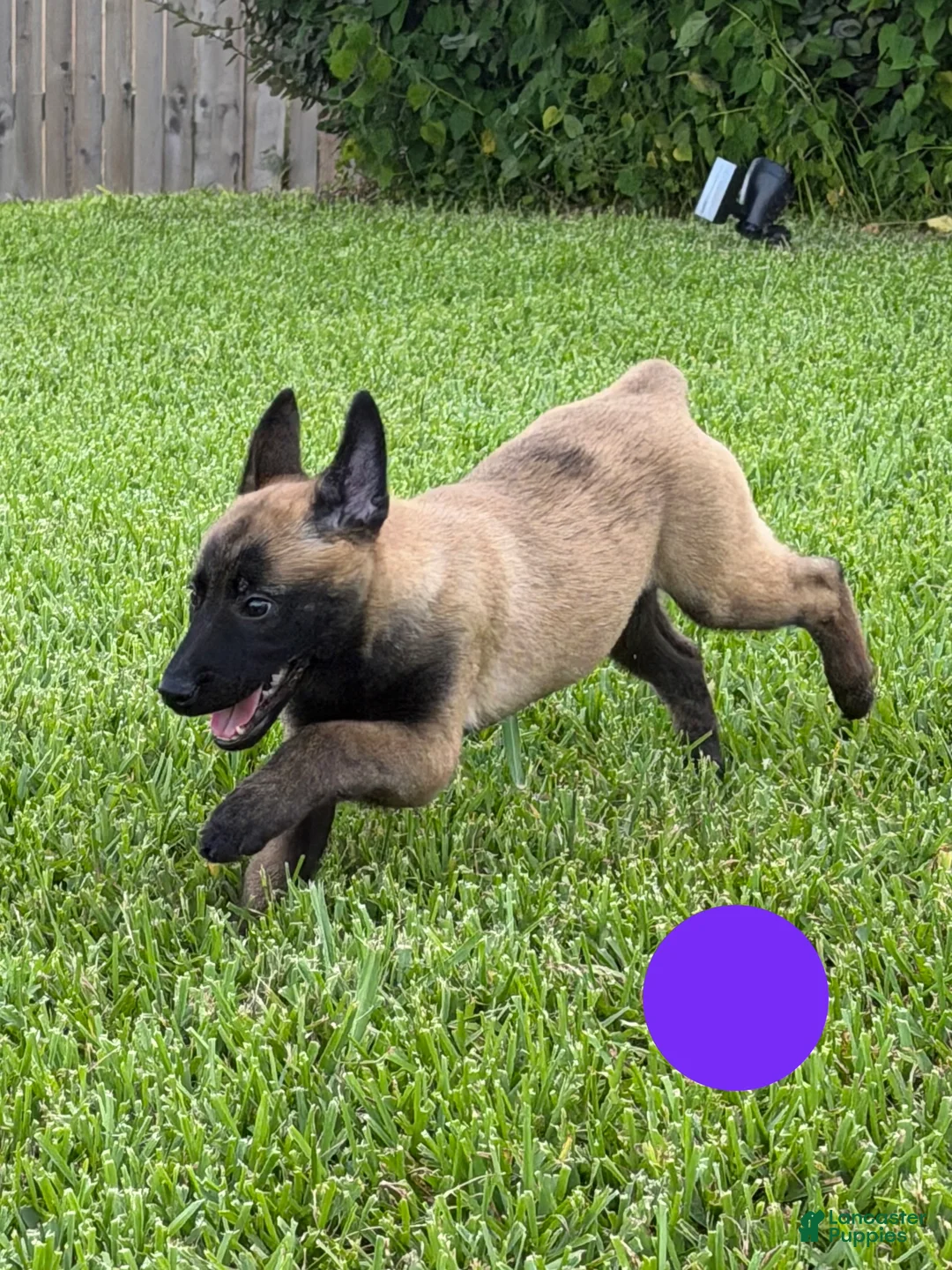 Belgian Malinois dogs for sale: Belgian Malinois 5 - Ad 2