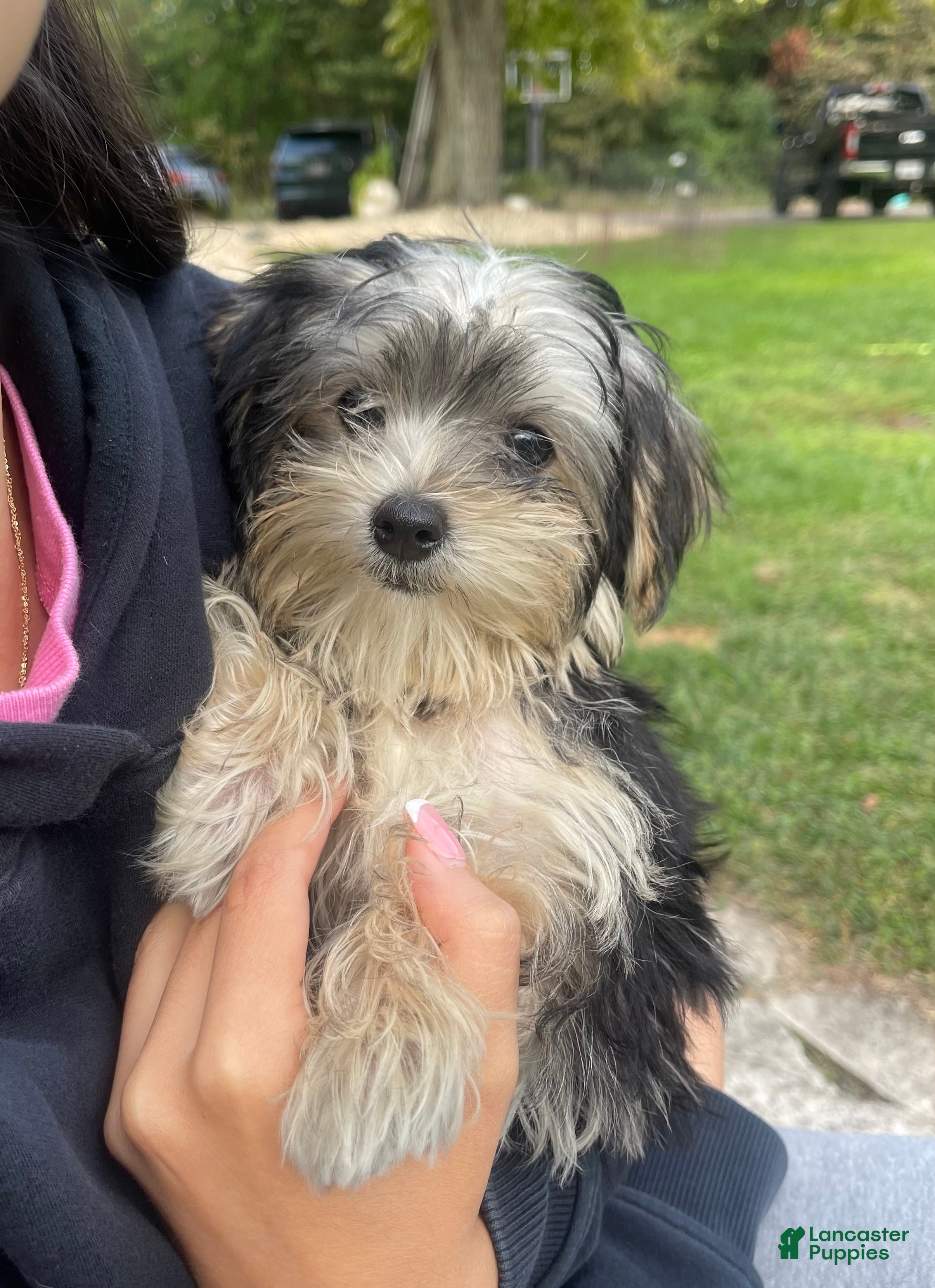 Morkie dogs Morkie 1 - Ad 2