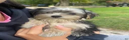 Morkie dogs for sale: Morkie 1 - Ad 2