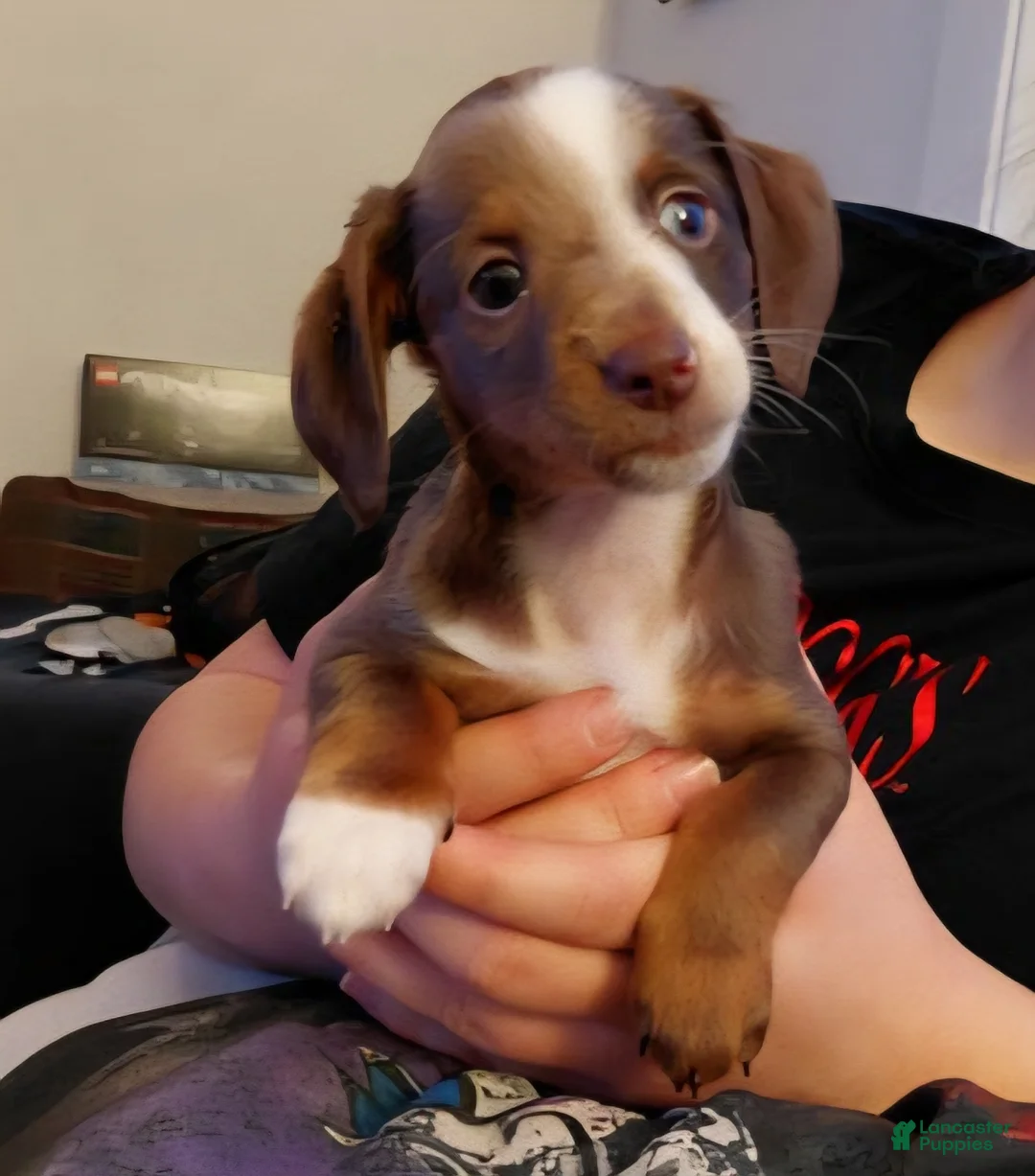 Miniature Dachshund dogs for sale: Louise - Ad 4