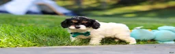 Cavapoo dogs for sale: Rubble - Ad 5