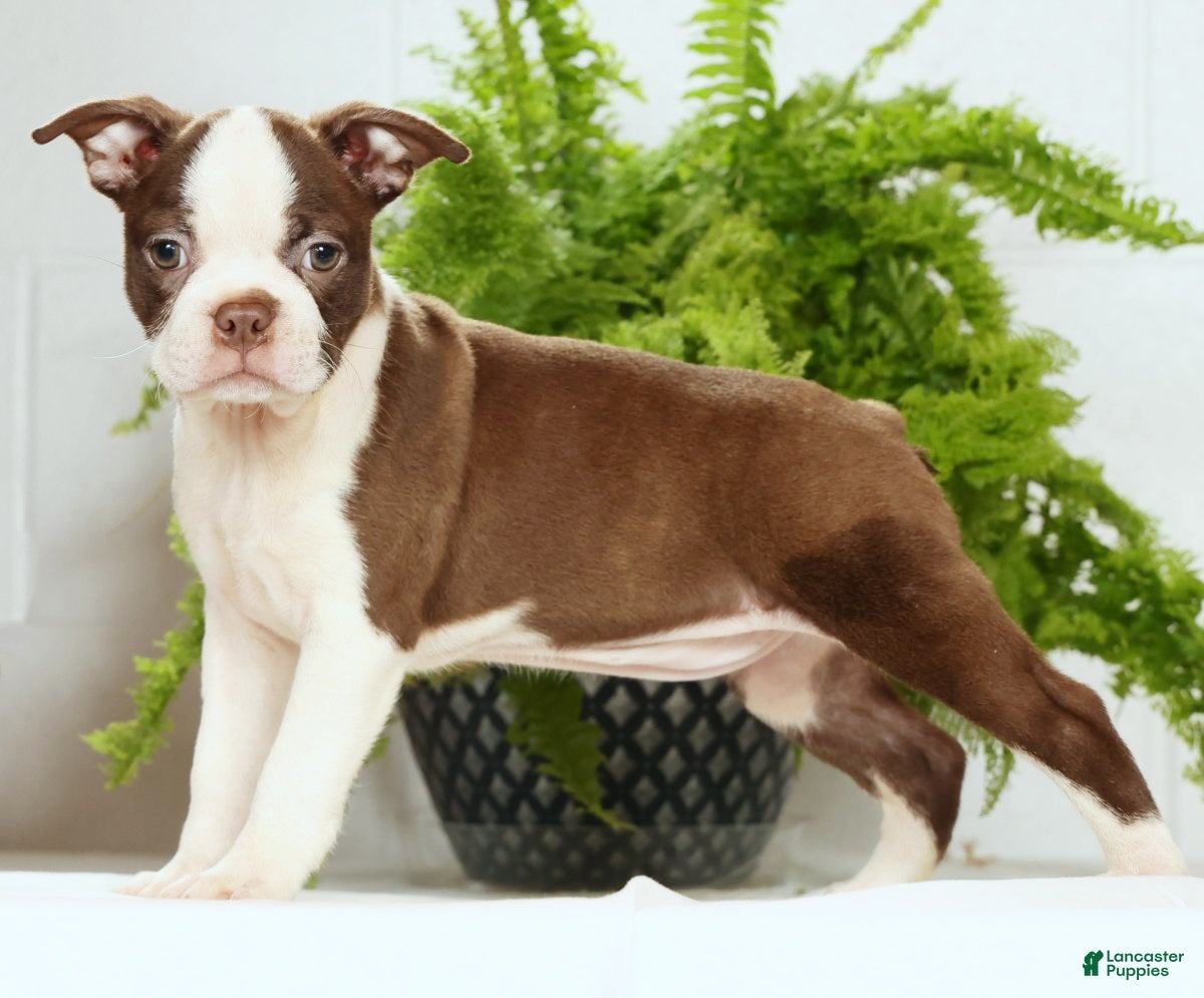 Boston Terrier dogs Misty - Ad 1