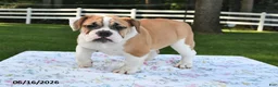 Mixed Breed dogs for sale: Summer - Ad 4