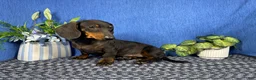 Miniature Dachshund dogs for sale: Miniature Dachshund 2 - Ad 6