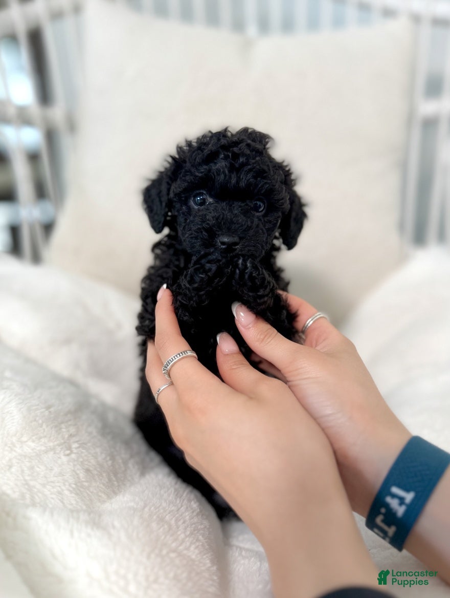 Toy Poodle dogs Batman - Ad 2