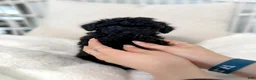 Toy Poodle dogs for sale: Batman - Ad 2