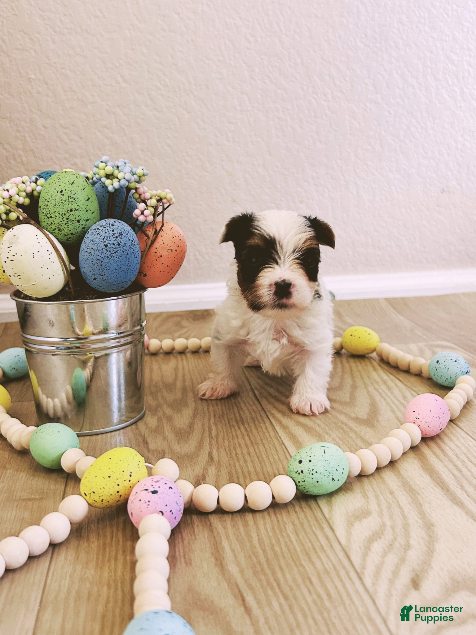 Biewer Terrier dogs Biewer Terrier Puppy 1 - Ad 1