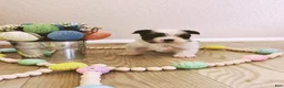Biewer Terrier dogs for sale: Biewer Terrier Puppy 1 - Ad 4