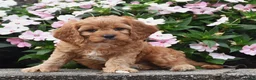 Cavapoo dogs for sale: Oliver - Ad 1