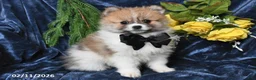 Pomeranian dogs for sale: Randy - Ad 4