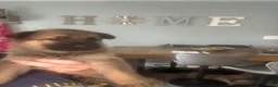German Shepherd dogs for sale: Brownie - Ad 4