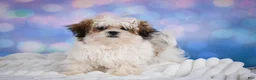 Malshi dogs for sale: Theo - Ad 4