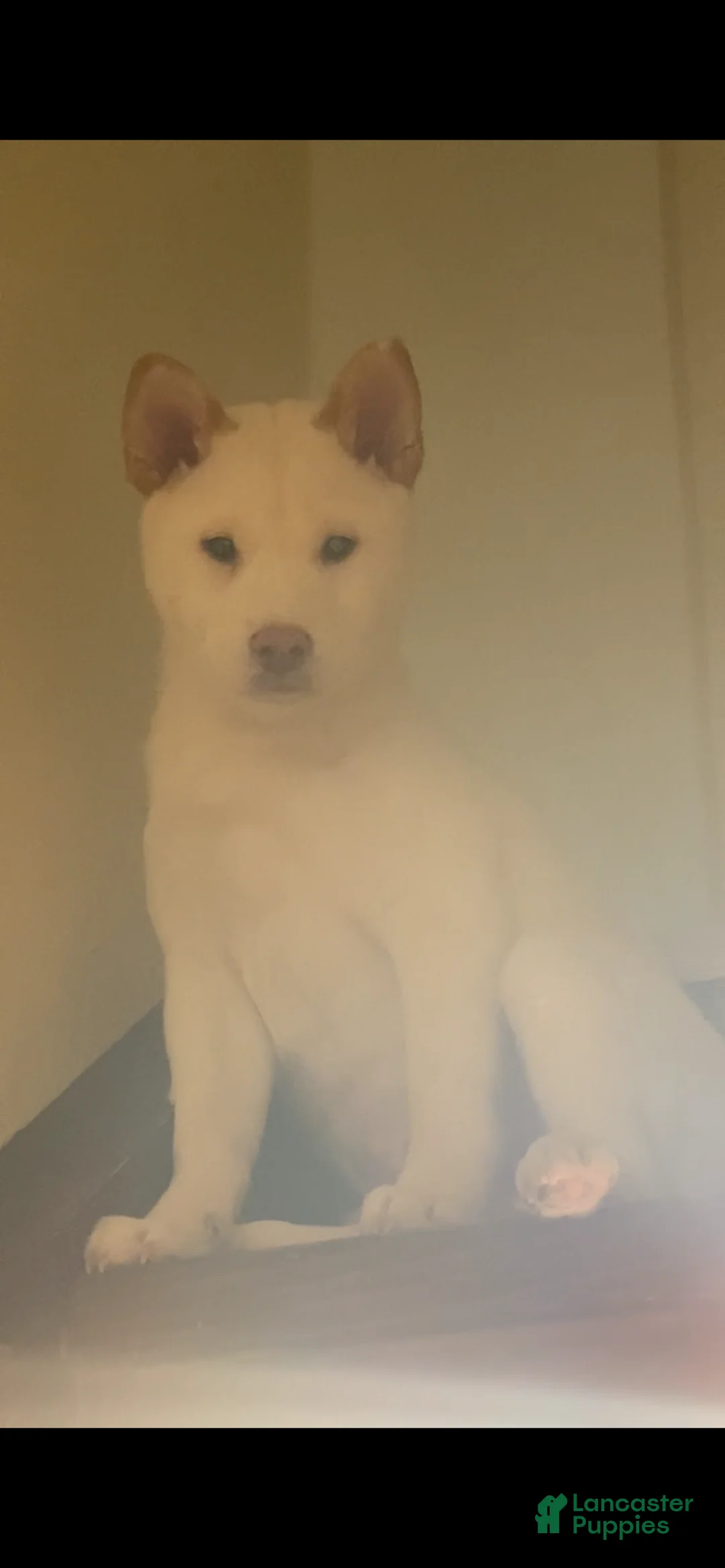 Shiba Inu dogs for sale: Shiba Inu Puppy 1 - Ad 2