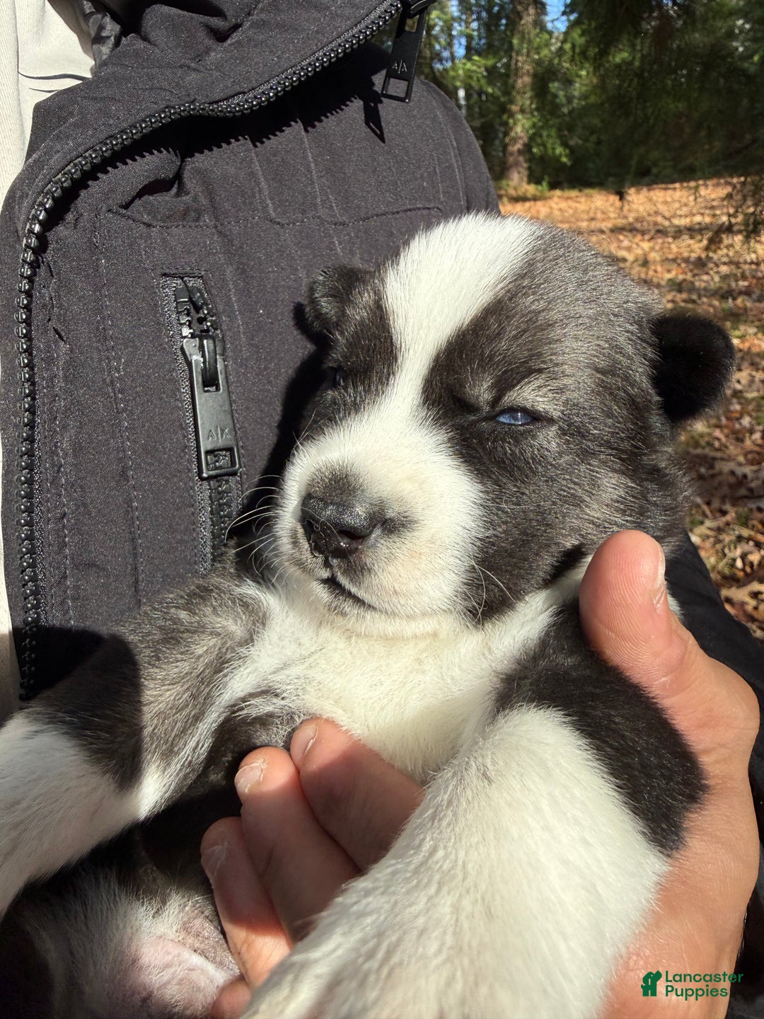 Siberian Husky dogs for sale: Florida Man - Ad 5