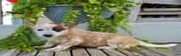 Australian Cattle Dog dogs for sale: Ava - Ad 4