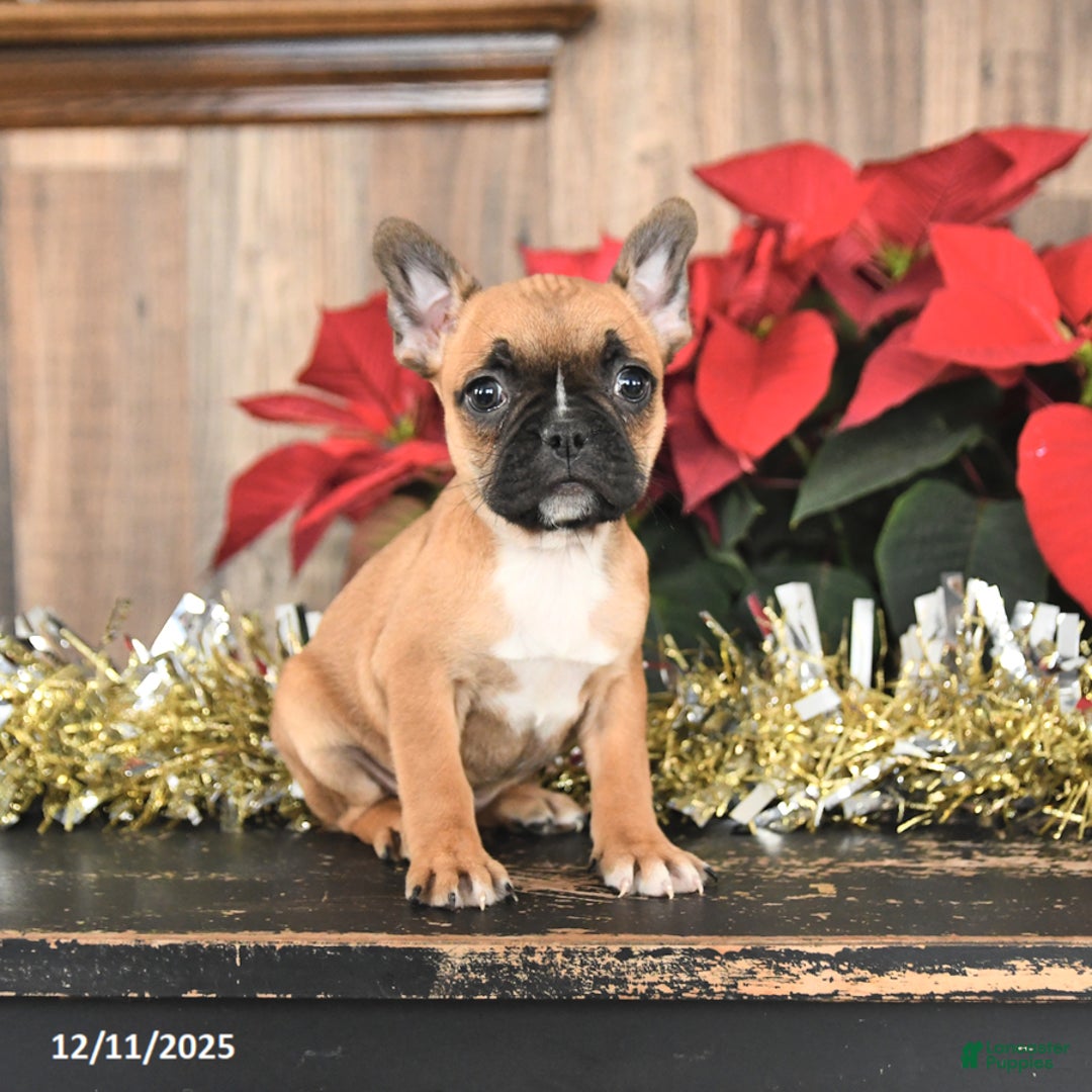 Frenchton dogs for sale: Holiday - Ad 3