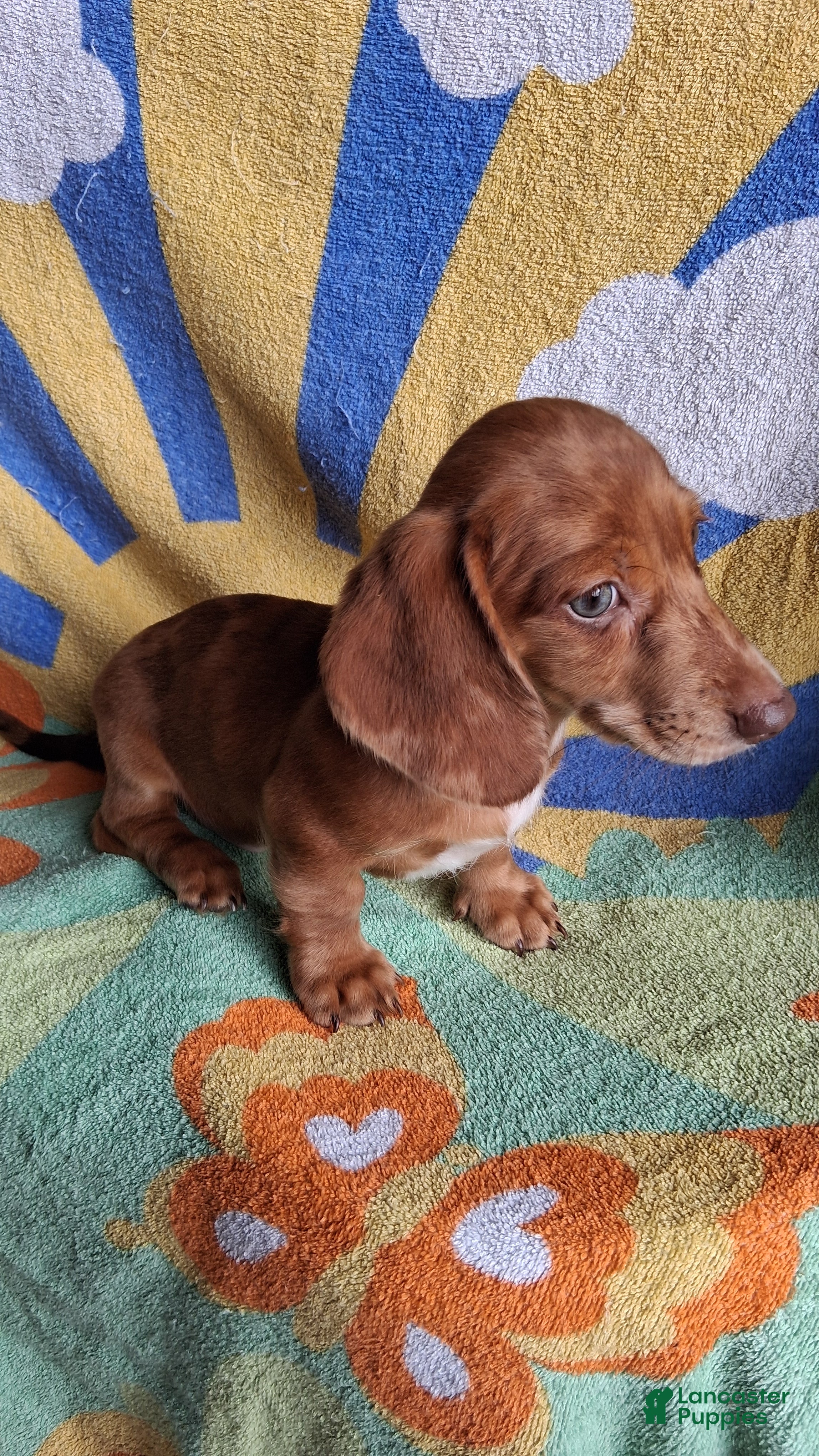 Miniature Dachshund dogs Dasher - Ad 2