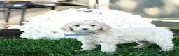 Goldendoodle dogs for sale: Bessie - Ad 2
