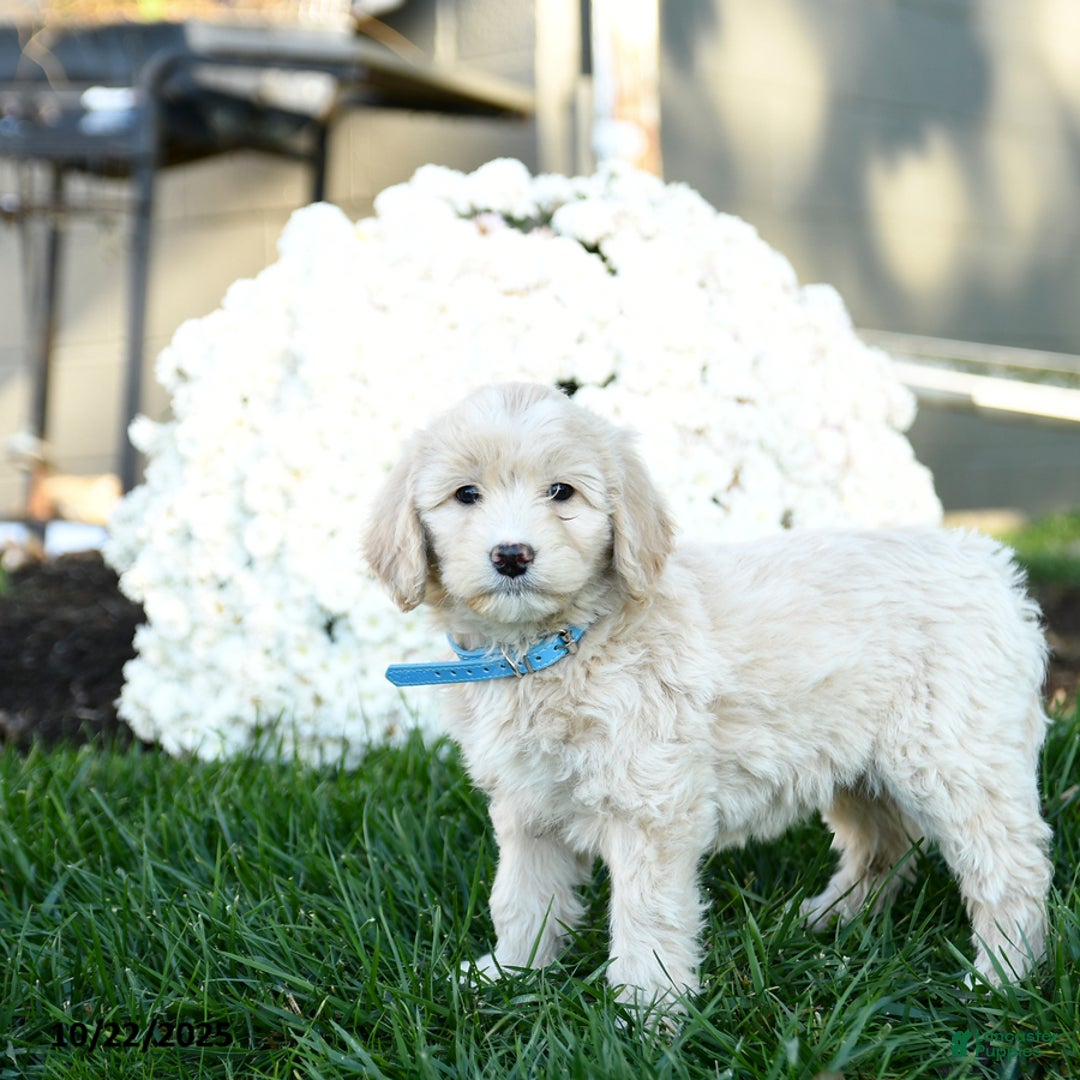 Goldendoodle dogs for sale: Bessie - Ad 2