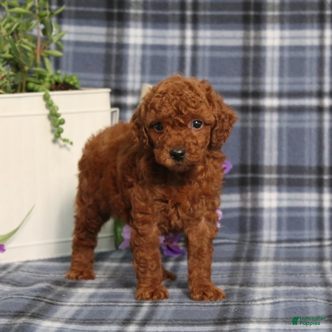Miniature Poodle dogs for sale: Trisha - Ad 2