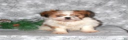 Shih Tzu dogs for sale: Sasha - Ad 5