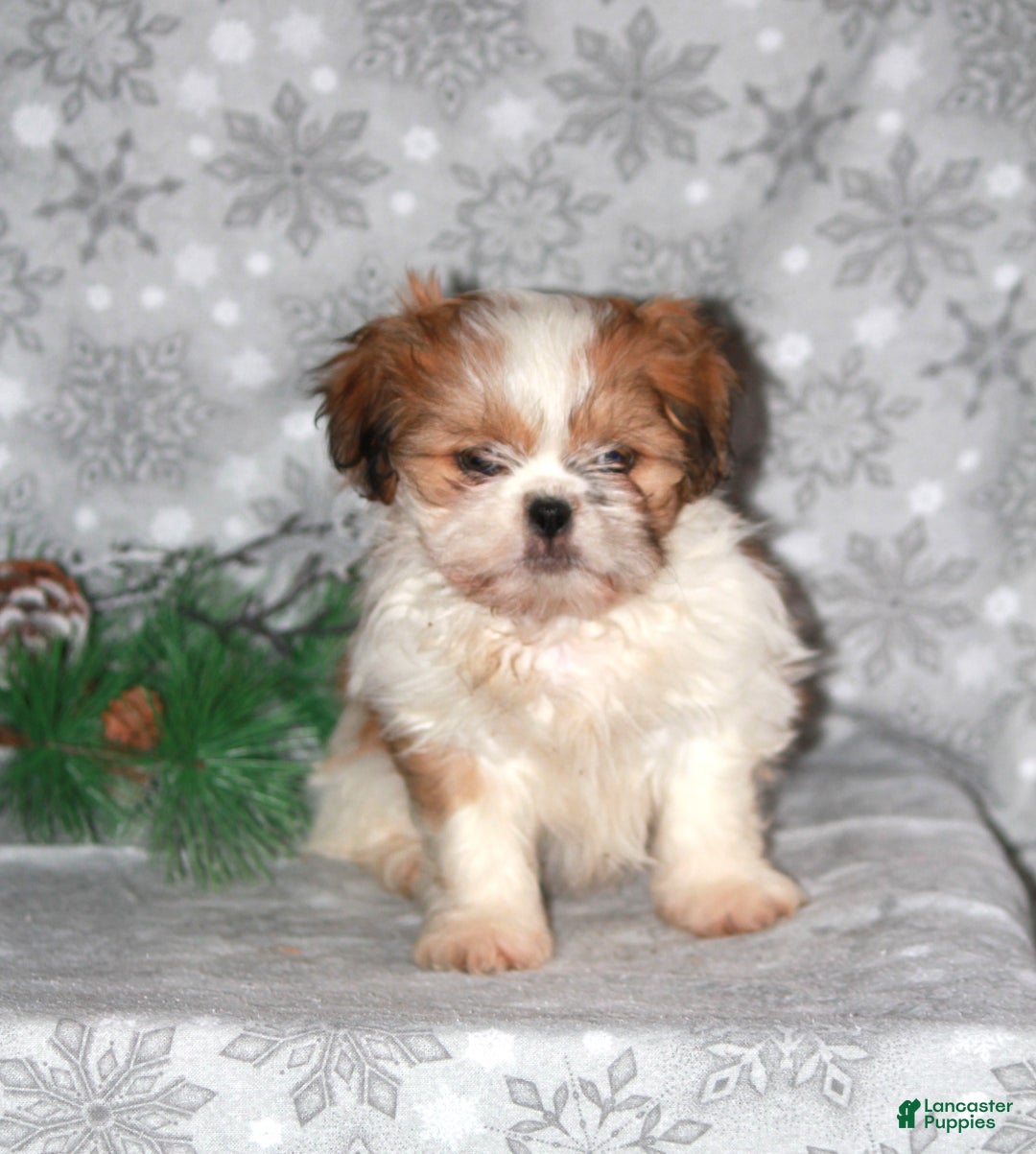 Shih Tzu dogs for sale: Sasha - Ad 5