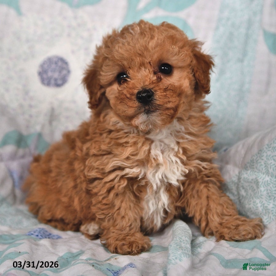 Cavapoo dogs Patrick - Ad 1