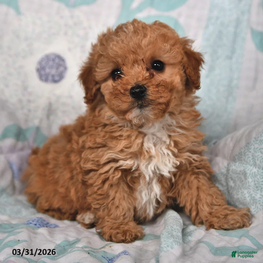 Cavapoo dogs for sale: Patrick - Ad 1