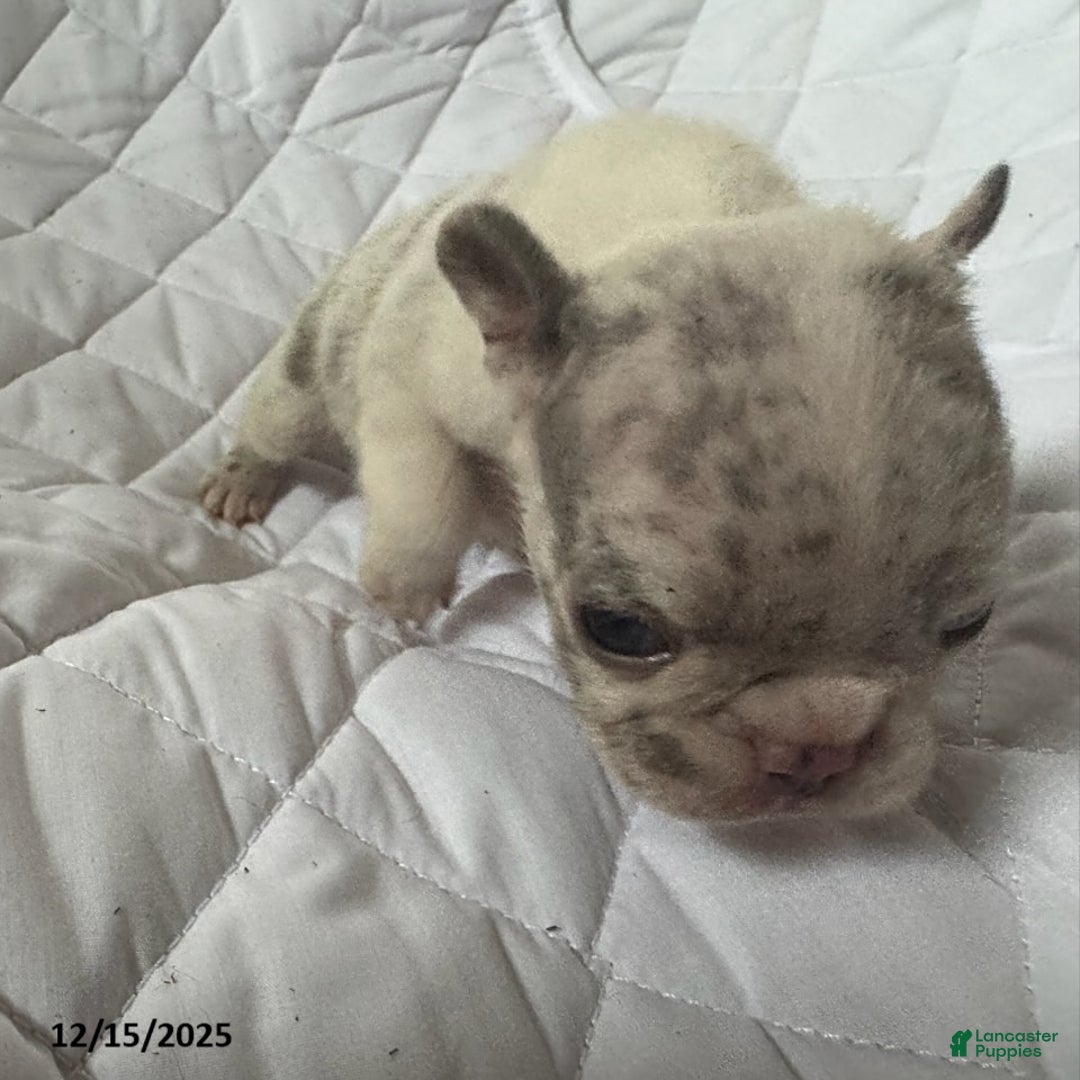 French Bulldog dogs for sale: Ashley - Ad 2