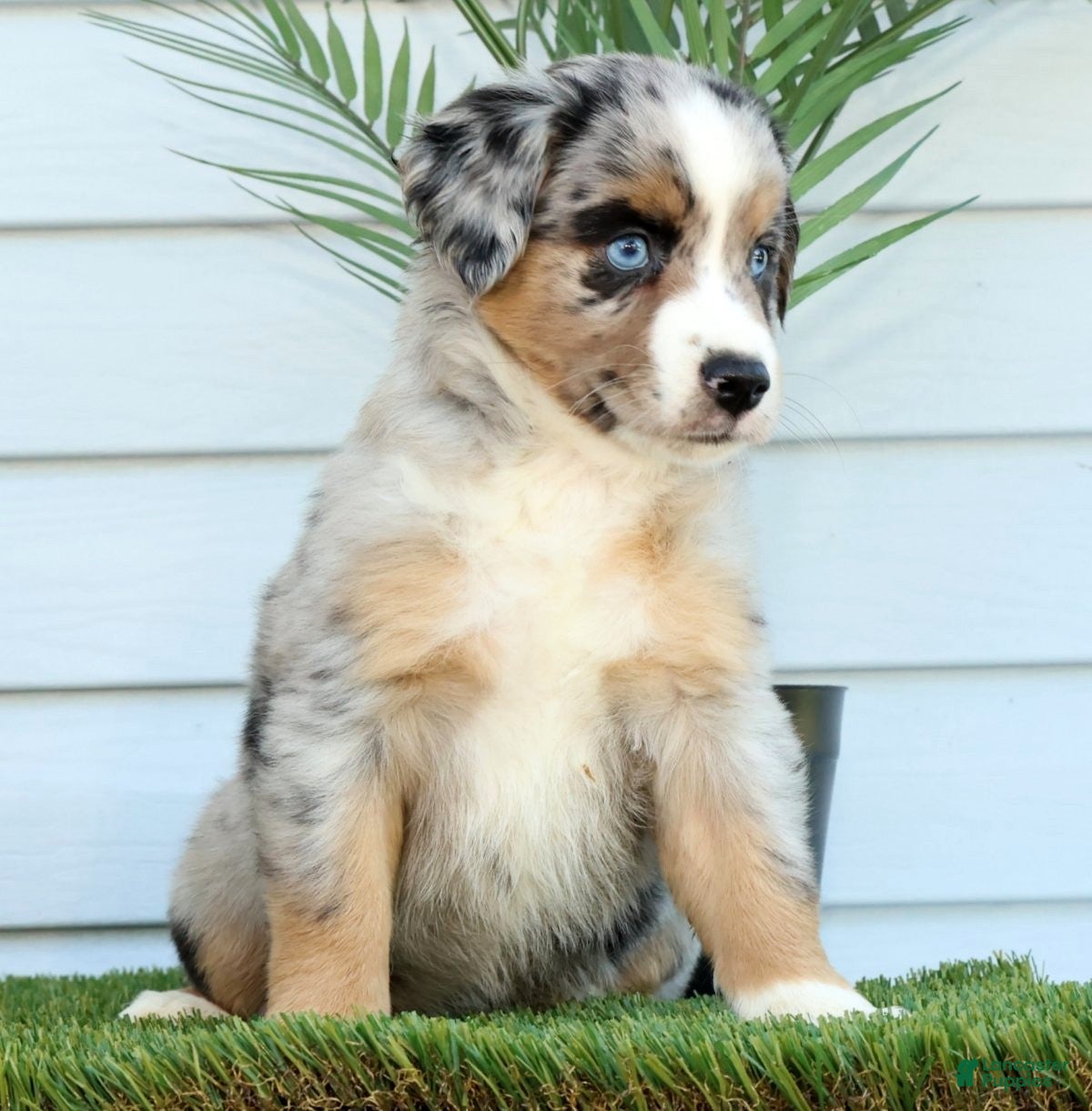 Miniature Australian Shepherd dogs for sale: Tracy - Ad 6