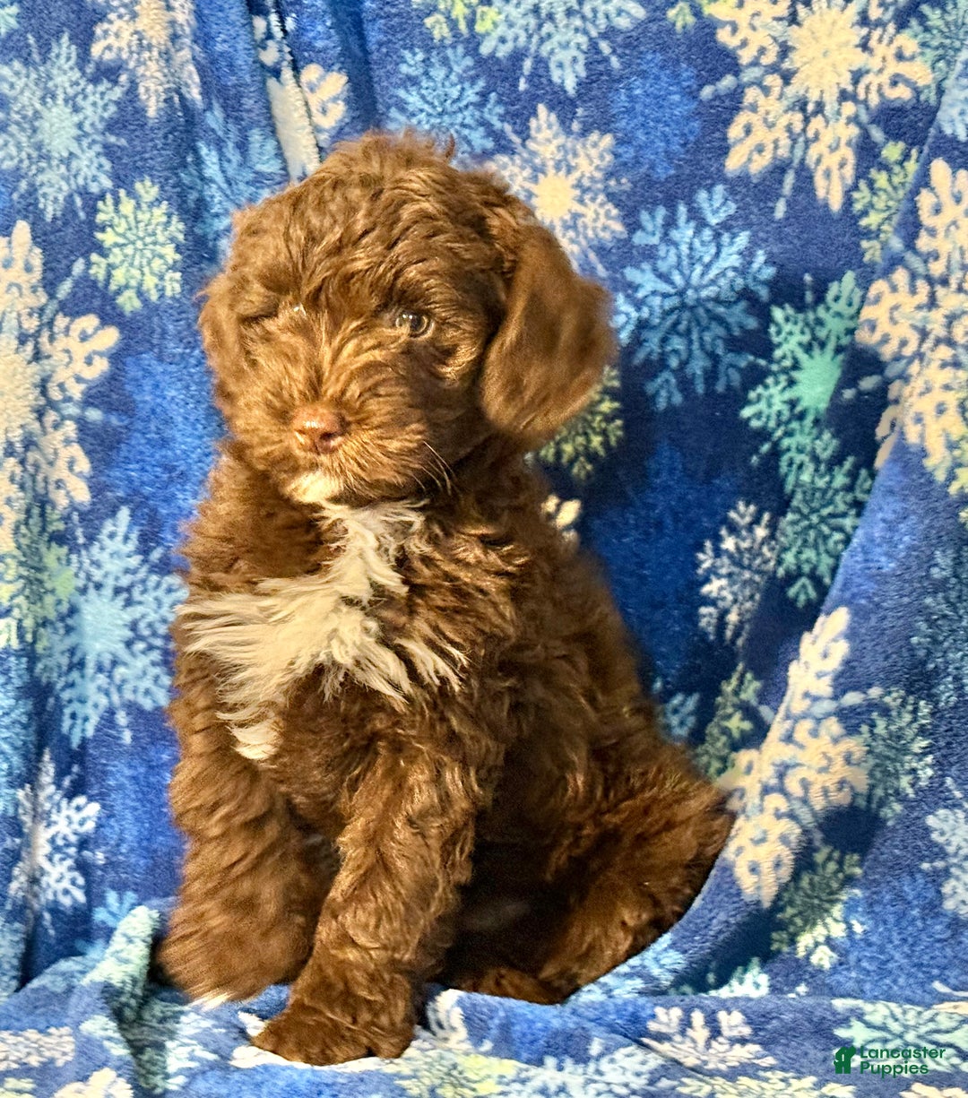 Mini Goldendoodle dogs for sale: Marshall - Ad 2