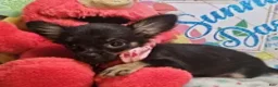 Chihuahua dogs for sale: Faith  (T-Cup) long-hair - Ad 5