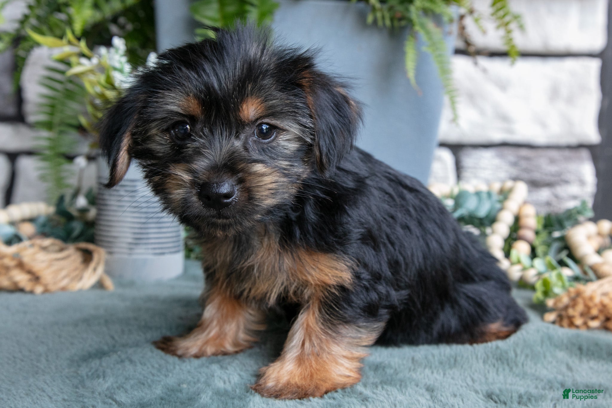 Yorkshire Terrier dogs Cinnamon - Ad 1
