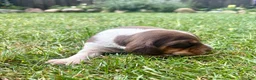Beagle dogs for sale: Mr Green - Ad 4